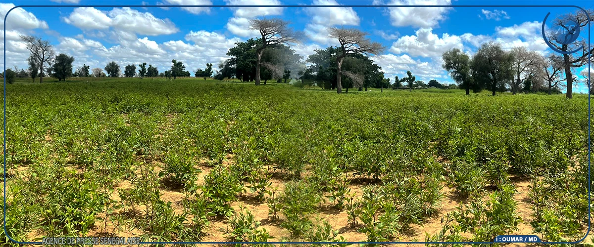 Bambey : Alioune Dione annonce un renforcement de l’accompagnement des femmes productrices de bissap