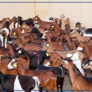 Koungheul : la HAW remet les premières chèvres du WAPEC, un projet de waqf agricole