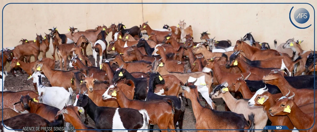 Koungheul : la HAW remet les premières chèvres du WAPEC, un projet de waqf agricole