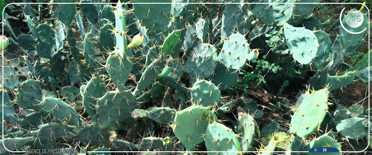 Guembeul explore les voies de la mise en valeur du cactus par le dessouchage