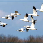La journée mondiale des oiseaux migrateurs célébrée à Bétenty, dans un contexte du cinquantenaire du Parc national du Delta du Saloum