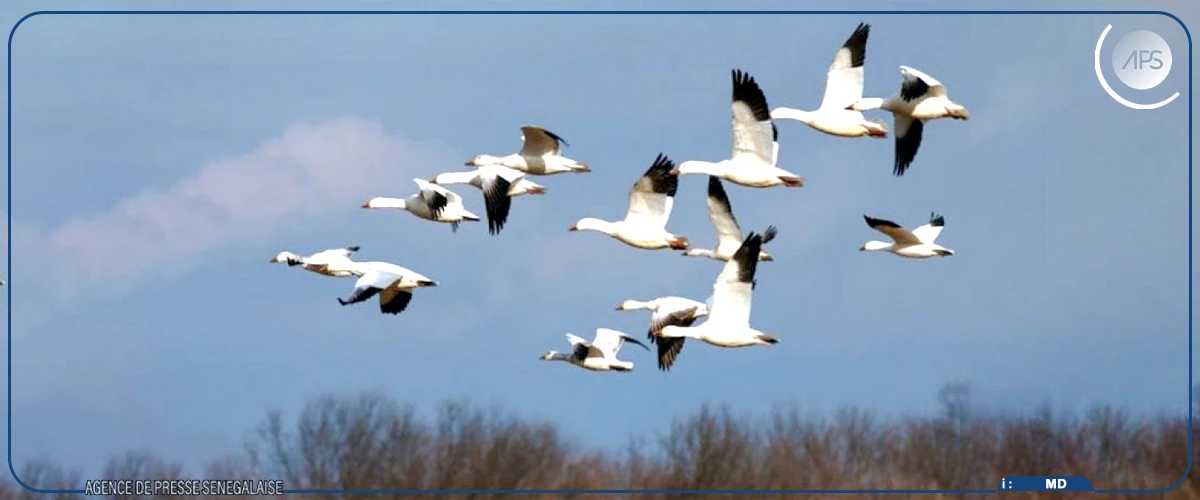 La Journée mondiale des oiseaux migrateurs célébrée à Bétenty, coincidant avec le cinquantenaire du Parc national du Delta du Saloum