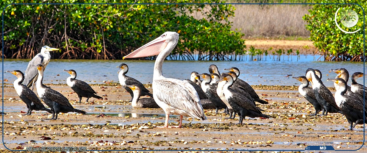 La Journée mondiale des oiseaux migrateurs célébrée à Bétenty, coincidant avec le cinquantenaire du Parc national du Delta du Saloum