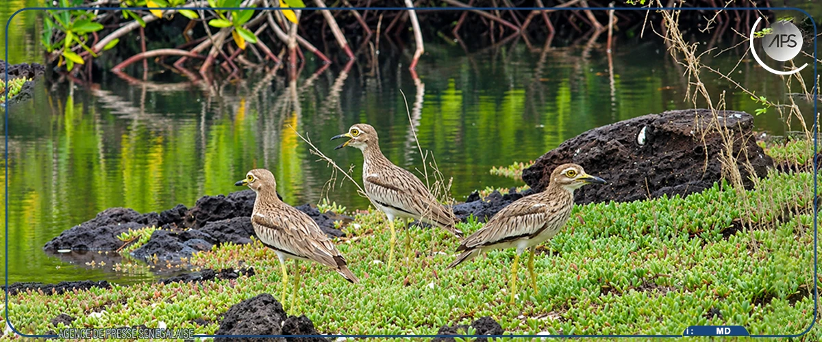 La Journée mondiale des oiseaux migrateurs célébrée à Bétenty, coincidant avec le cinquantenaire du Parc national du Delta du Saloum