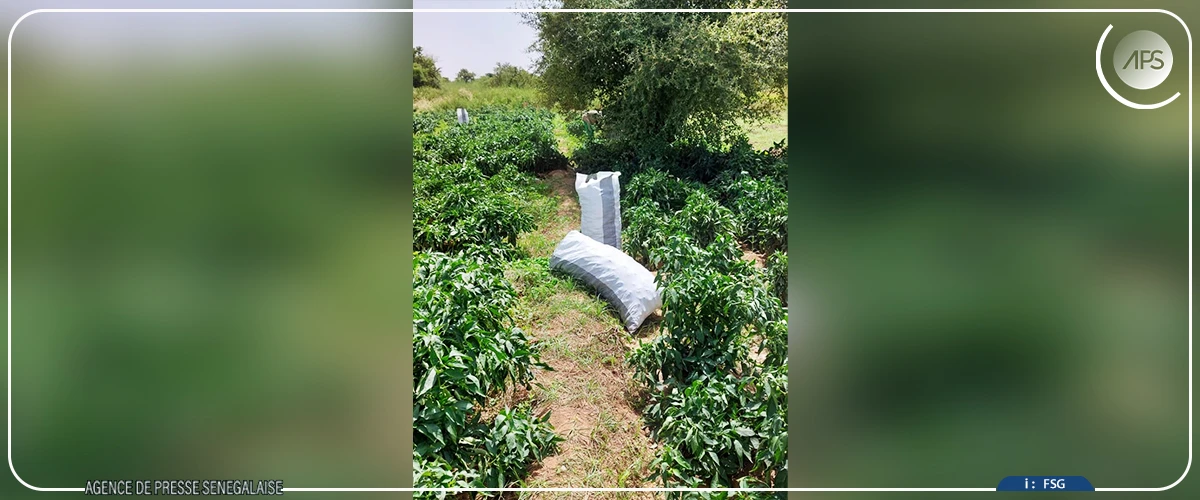 Bakel : l'annonce des lâchers d'eau suscite l'inquiétude chez les producteurs de Koughany
