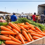 Levée de la mesure de gel des importations de carottes à compter du 14 octobre (officiel)