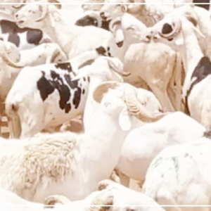 Tivaouane : cinquante moutons volés nuitamment dans une bergerie à Touba Dior Ndiaye