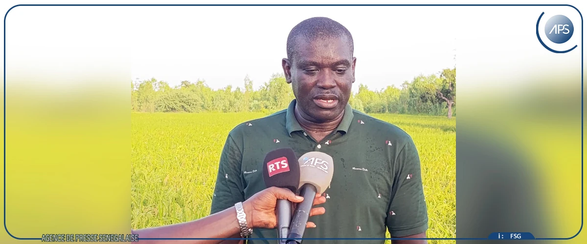 Le riz pluvial fait germer les espoirs de souveraineté alimentaire dans le Saloum