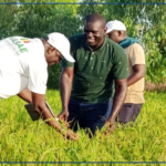 Le riz pluvial fait germer les espoirs de souveraineté alimentaire dans le Saloum