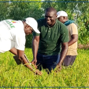 Le riz pluvial fait germer les espoirs de souveraineté alimentaire dans le Saloum