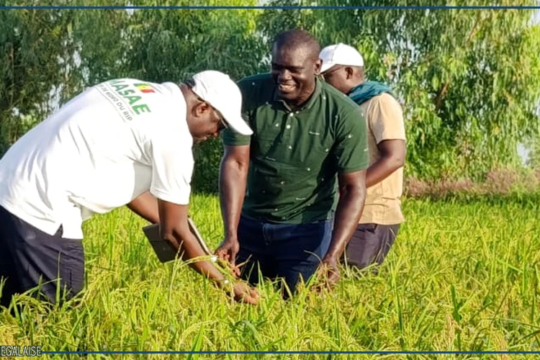 Le riz pluvial fait germer les espoirs de souveraineté alimentaire dans le Saloum
