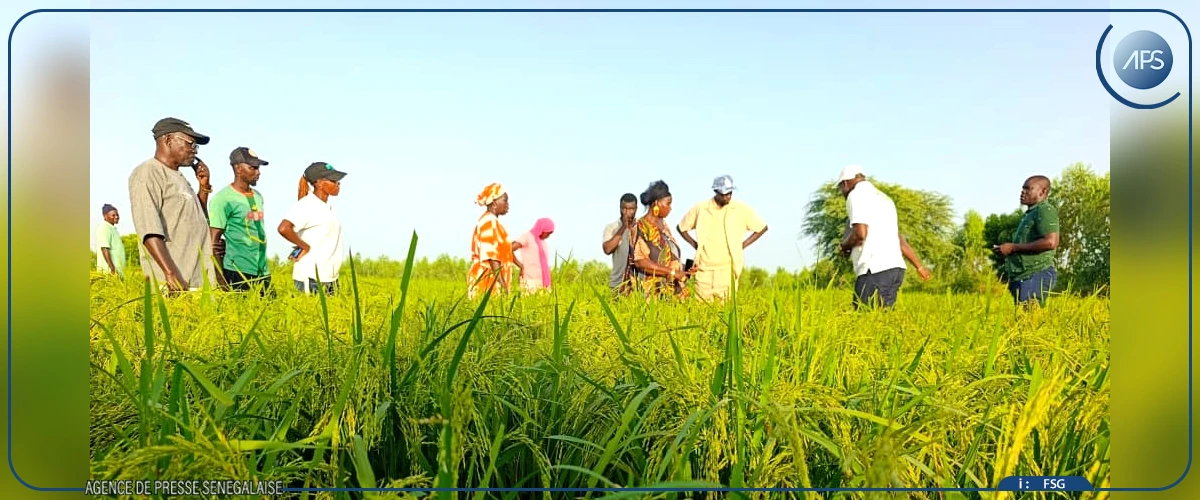 Le riz pluvial fait germer les espoirs de souveraineté alimentaire dans le Saloum