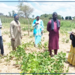 De Ndiémane à Ndande, la "quête fantastique" de variétés de niébé plus adaptées