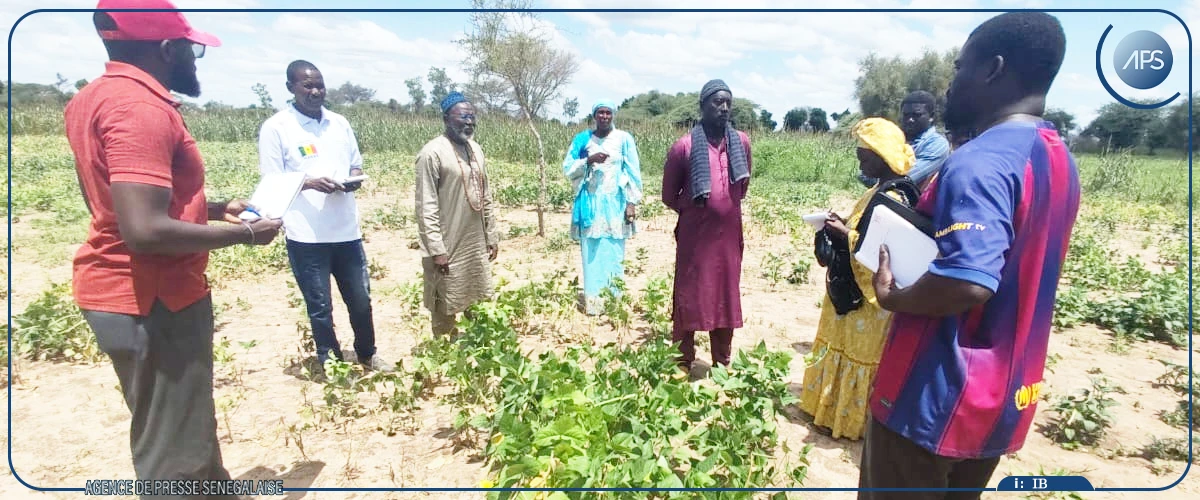 De Ndiémane à Ndande, la “quête fantastique” de variétés de niébé plus adaptées