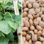 De Ndiémane à Ndande, la "quête fantastique" de variétés de niébé plus adaptées