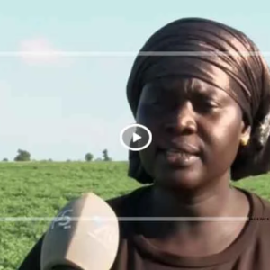 Agriculture à Gniby :Amy Ndiaye, une femme au cœur de la dynamique agricole