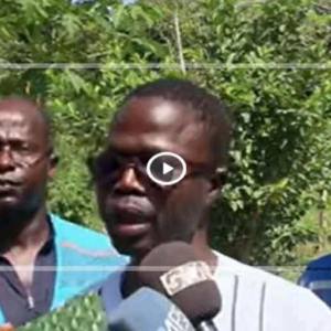 Riziculture : le projet KOPIA mise sur la recherche pour renforcer la filière rizicole au Sénégal