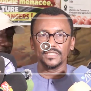 Aviculture : l'IPAS alerte sur les risques liés à l'implantation de grands producteurs étrangers au Sénégal